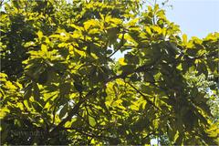 Madhuca bourdillonii